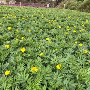 基地大量供应各品种时花