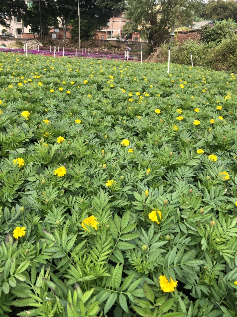基地大量供应各品种时花