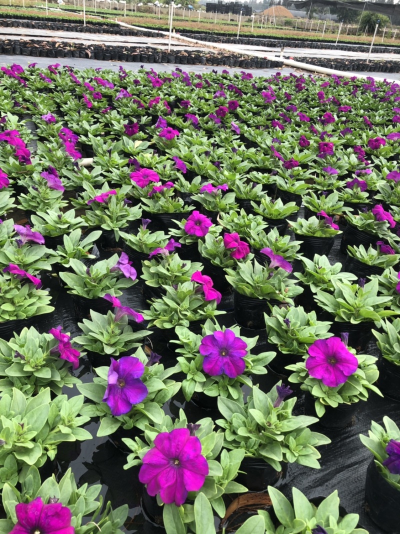 基地大量供应各品种时花