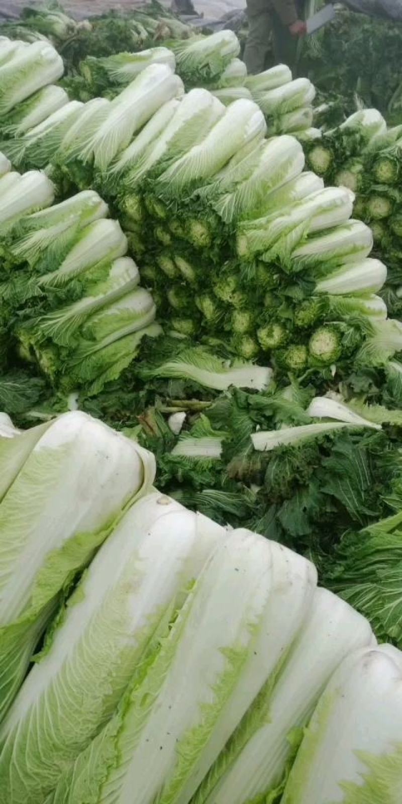 河间市大白菜持续供货中绿白菜津青秋绿75/60白菜
