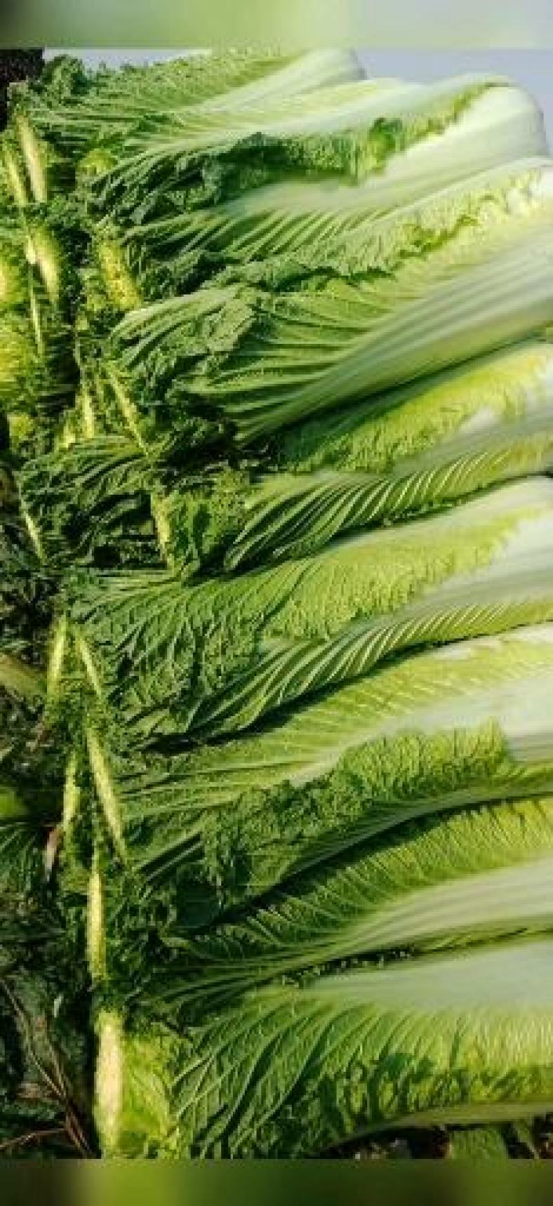 河间市大白菜持续供货中绿白菜津青秋绿75/60白菜