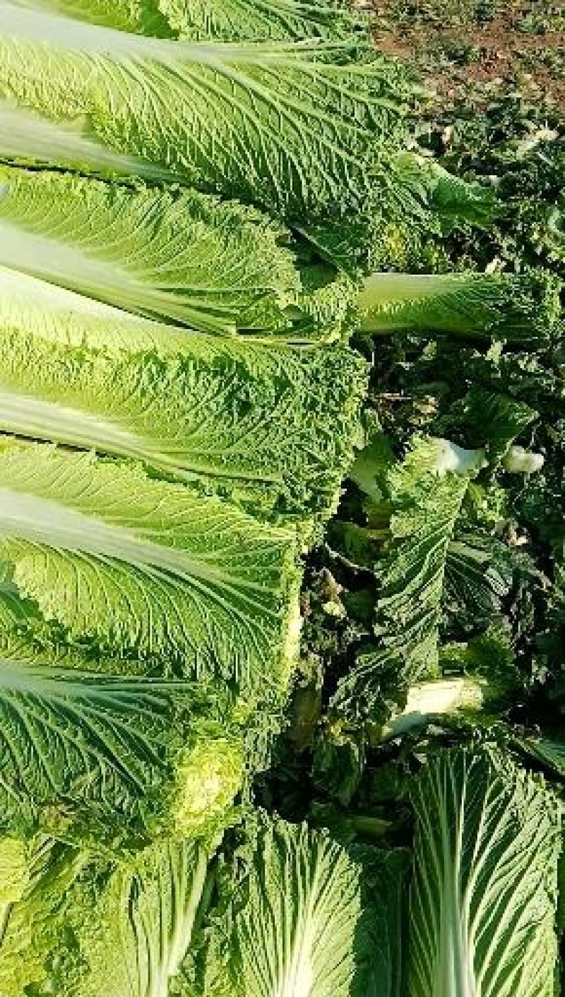 河间市大白菜持续供货中绿白菜津青秋绿75/60白菜