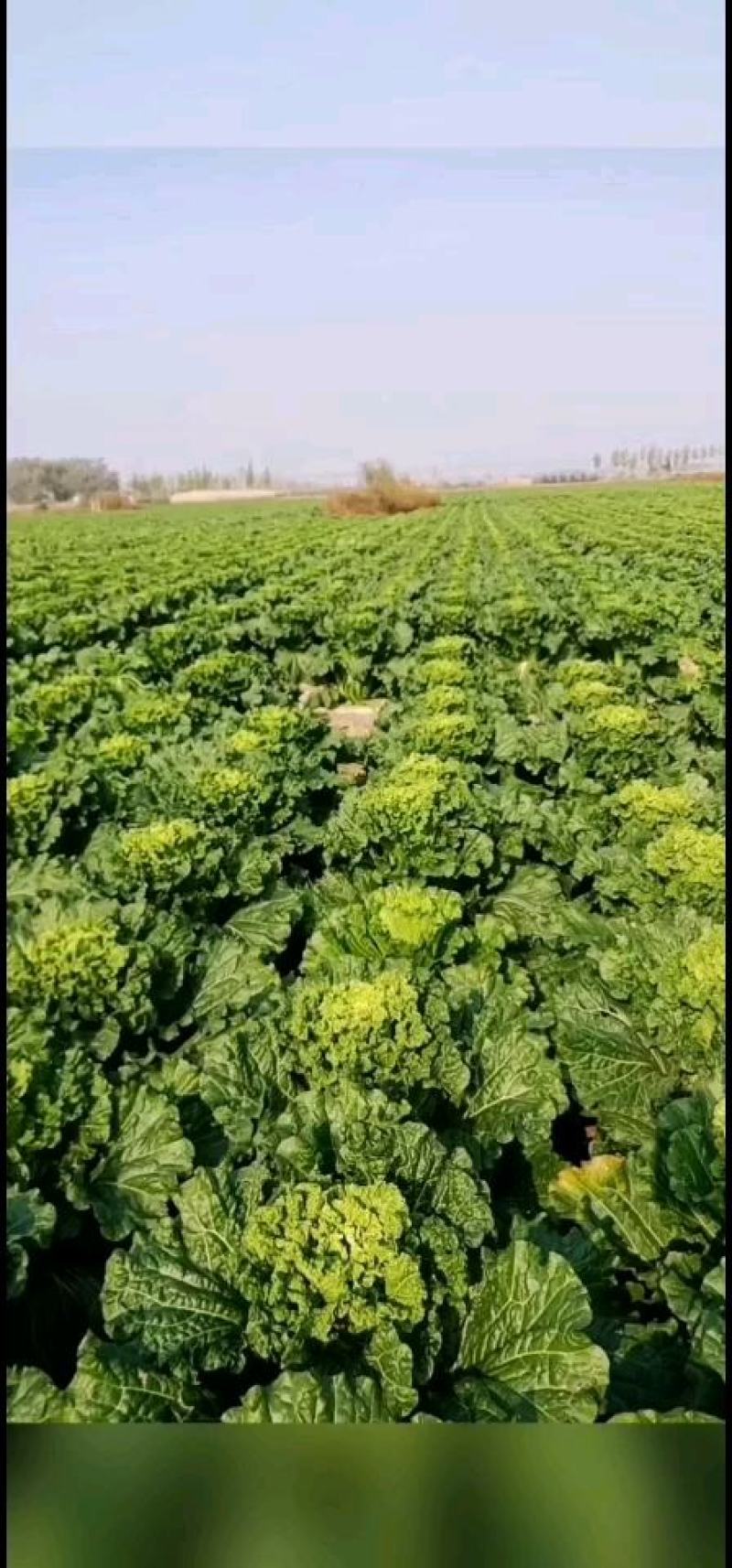 河间市大白菜持续供货中绿白菜津青秋绿75/60白菜
