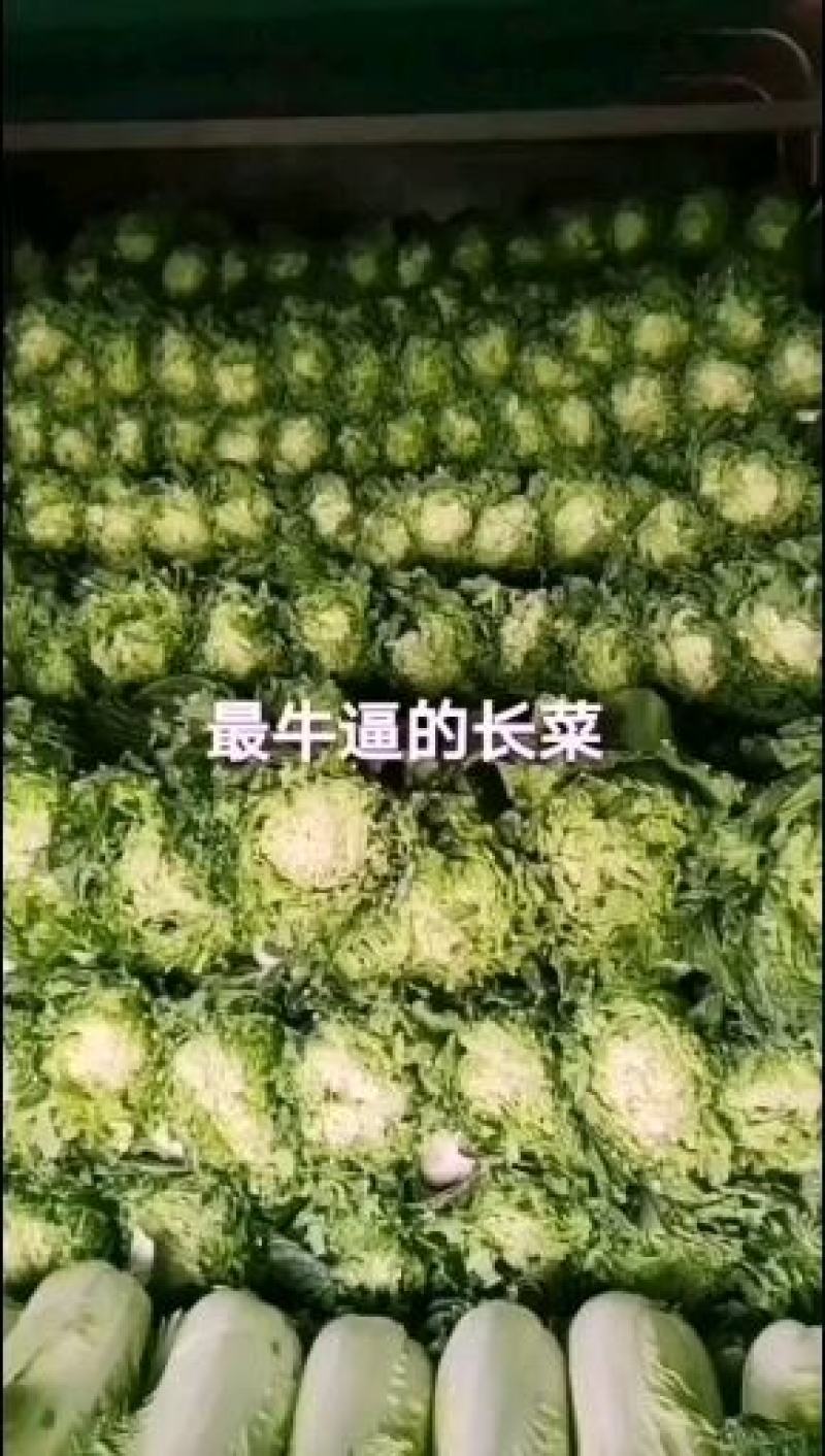 河间市大白菜持续供货中绿白菜津青秋绿75/60白菜