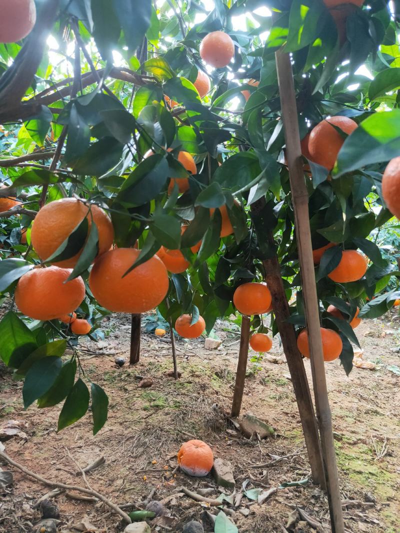 沃柑水果中的贵族，开始上市，欢迎各地客商前来采购