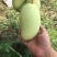 海南热带水果供应全国一件代发主打金煌芒果净重8斤全国包邮