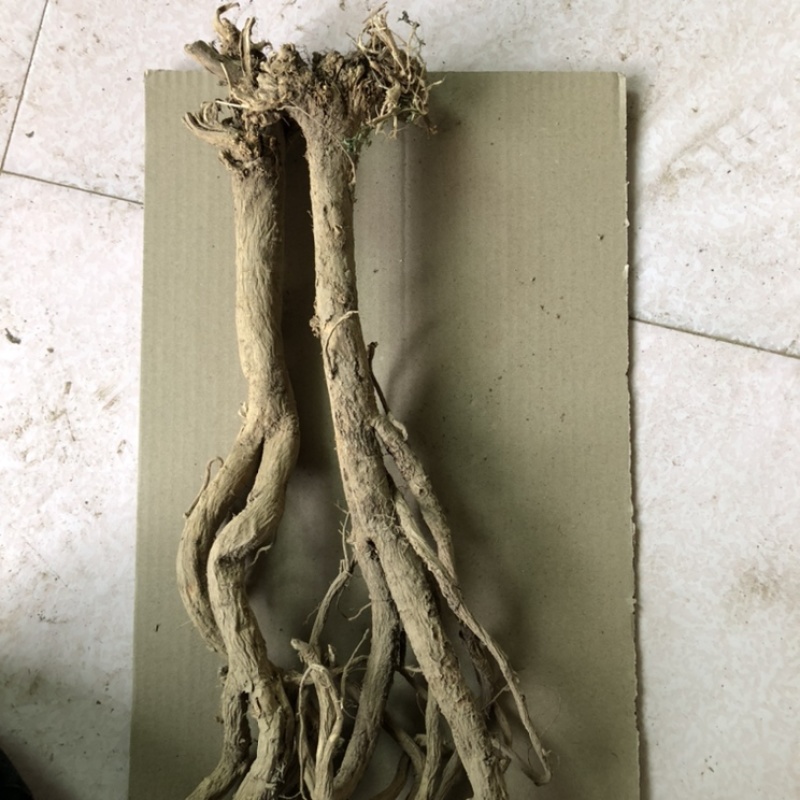 【精选】野生黄芪黄芪可切片产地直销产地批发包邮。