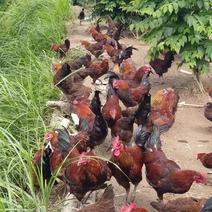 黔东南原生态林下放养纯土鸡