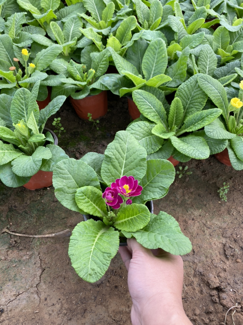 报春自产自销报春花种植基地。300万处理