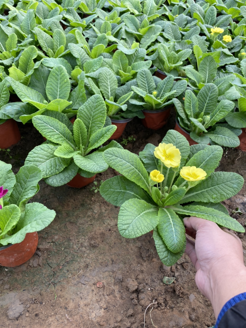 报春自产自销报春花种植基地。300万处理