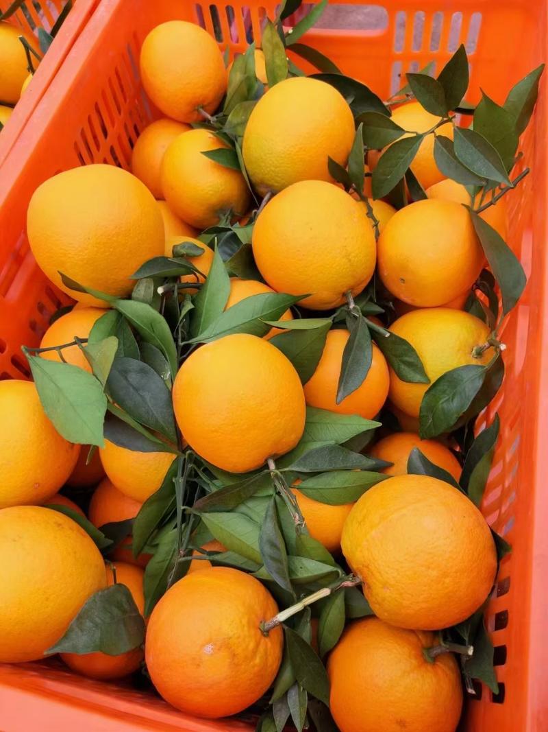 伦晚脐橙全国秭归独产口感纯甜果园看货产地批发
