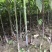 优质钩藤苗，两年移栽免费技术指导对接全国客商欢迎致电咨询