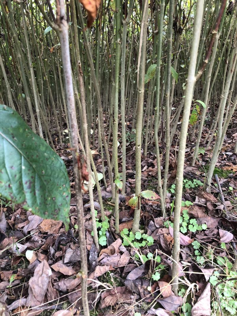 优质钩藤苗，两年移栽免费技术指导对接全国客商欢迎致电咨询