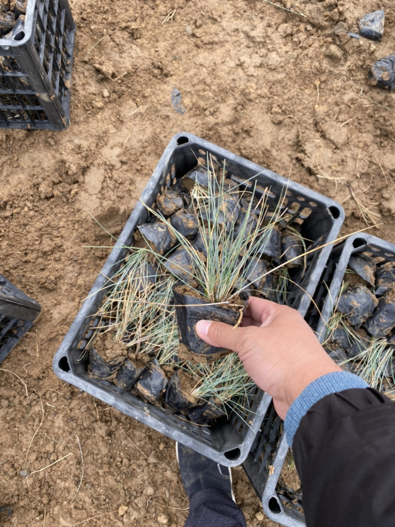 蓝羊茅价格。青州蓝羊茅蓝羊茅100万处理