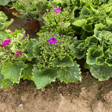 瓜叶菊自产自销。瓜叶菊种植基地。30万瓜叶菊低价处理