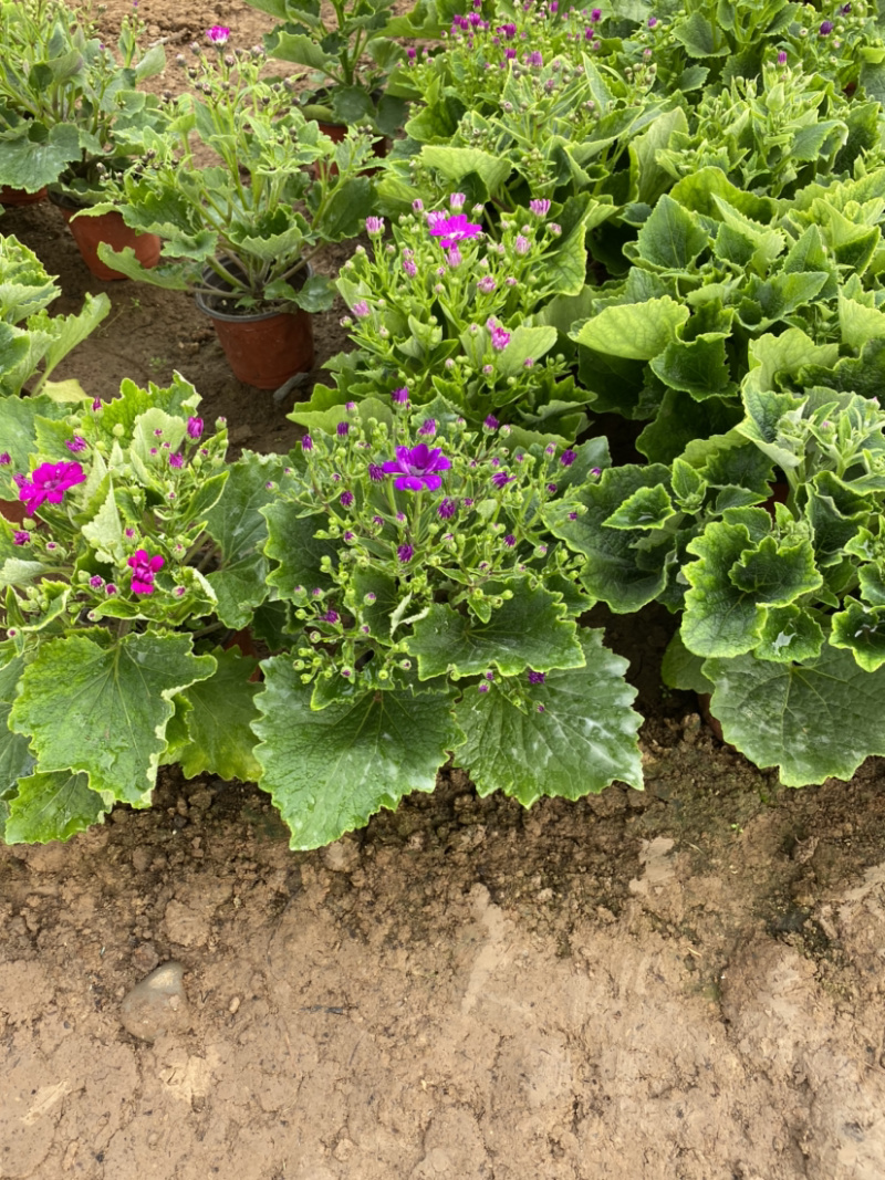 瓜叶菊自产自销。瓜叶菊种植基地。30万瓜叶菊低价处理