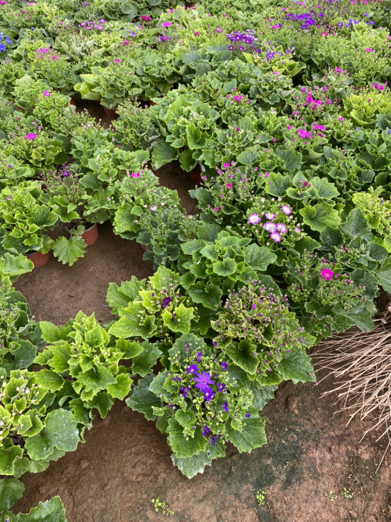 瓜叶菊自产自销。瓜叶菊种植基地。30万瓜叶菊低价处理