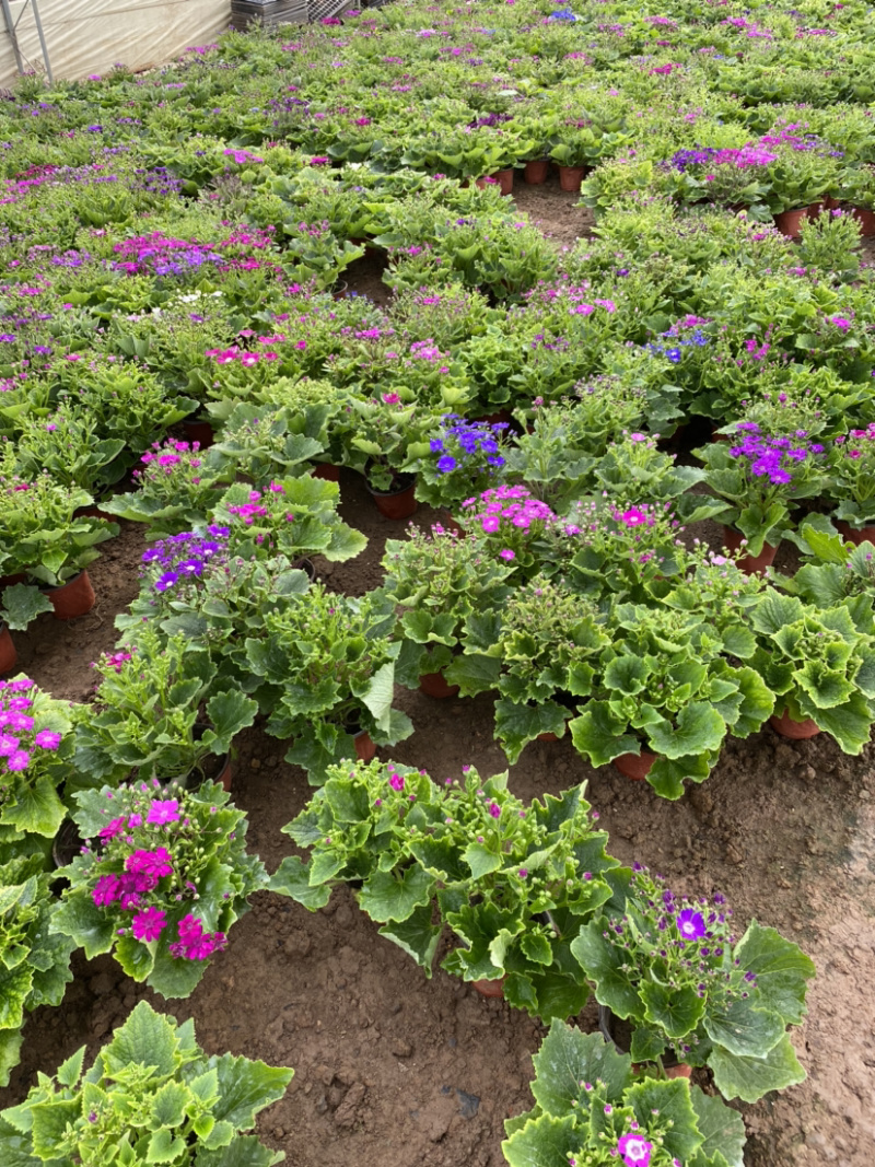 瓜叶菊自产自销。瓜叶菊种植基地。30万瓜叶菊低价处理
