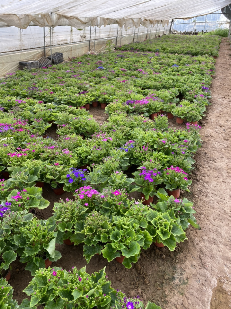 瓜叶菊自产自销。瓜叶菊种植基地。30万瓜叶菊低价处理