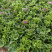 瓜叶菊自产自销。瓜叶菊种植基地。30万瓜叶菊低价处理