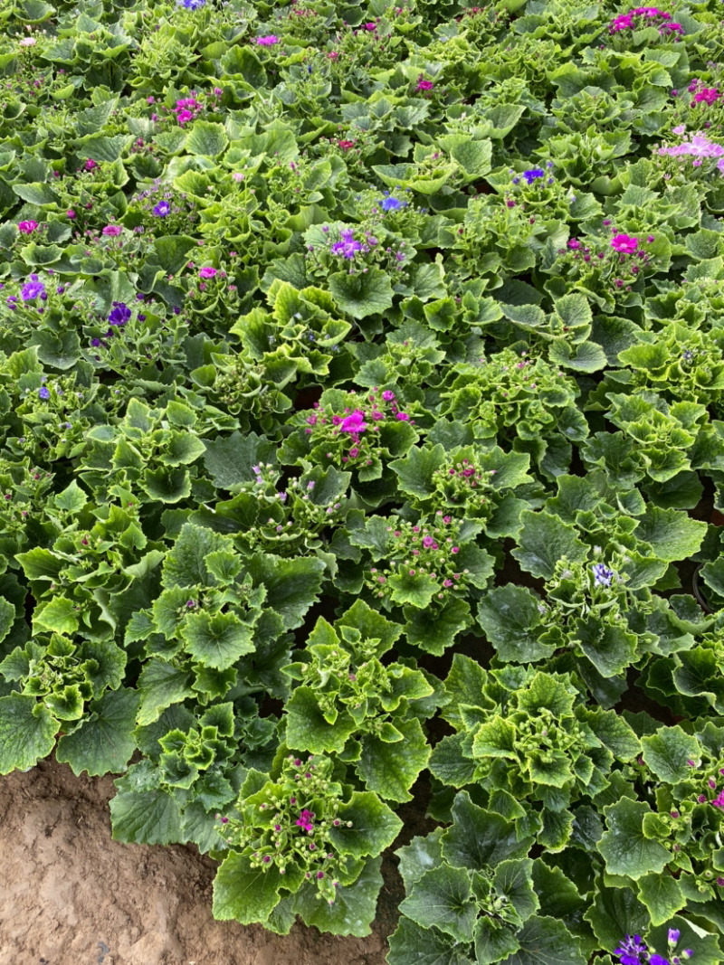 瓜叶菊自产自销。瓜叶菊种植基地。30万瓜叶菊低价处理