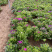 瓜叶菊自产自销。瓜叶菊种植基地。30万瓜叶菊低价处理