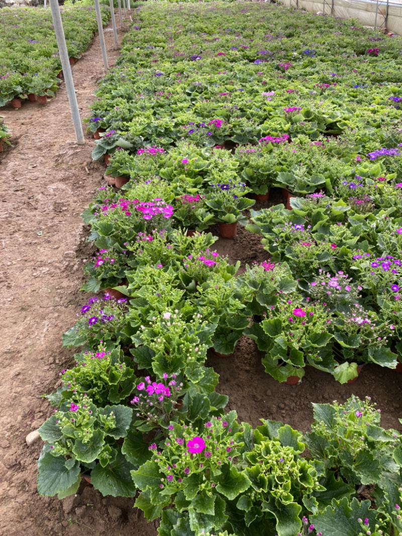 瓜叶菊自产自销。瓜叶菊种植基地。30万瓜叶菊低价处理