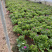 瓜叶菊自产自销。瓜叶菊种植基地。30万瓜叶菊低价处理