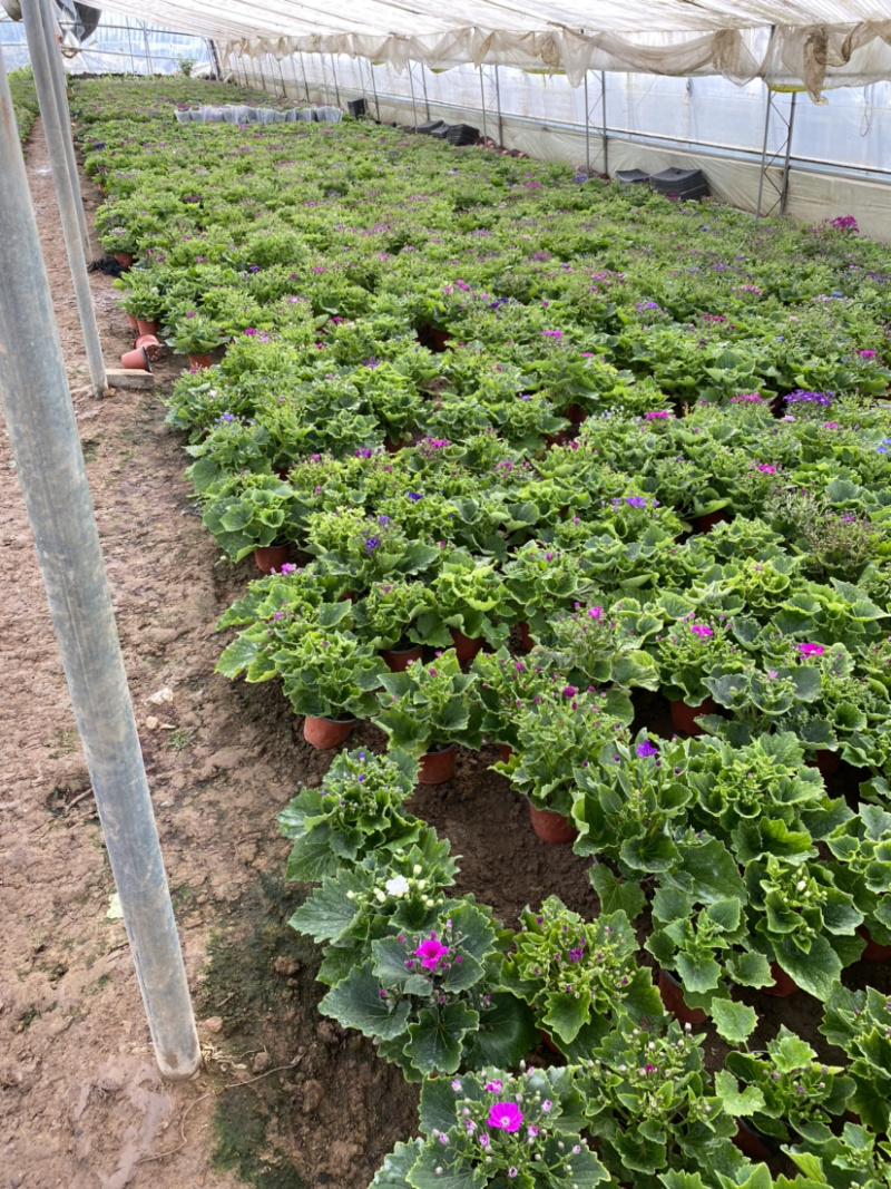 瓜叶菊自产自销。瓜叶菊种植基地。30万瓜叶菊低价处理