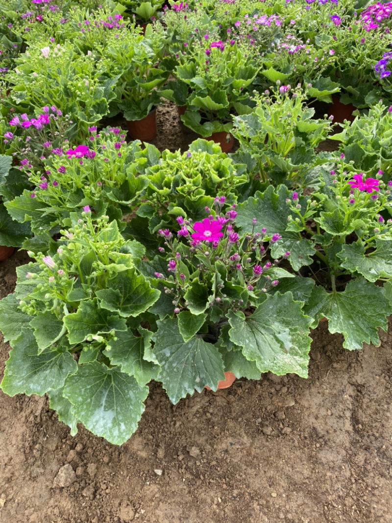 瓜叶菊自产自销。瓜叶菊种植基地。30万瓜叶菊低价处理