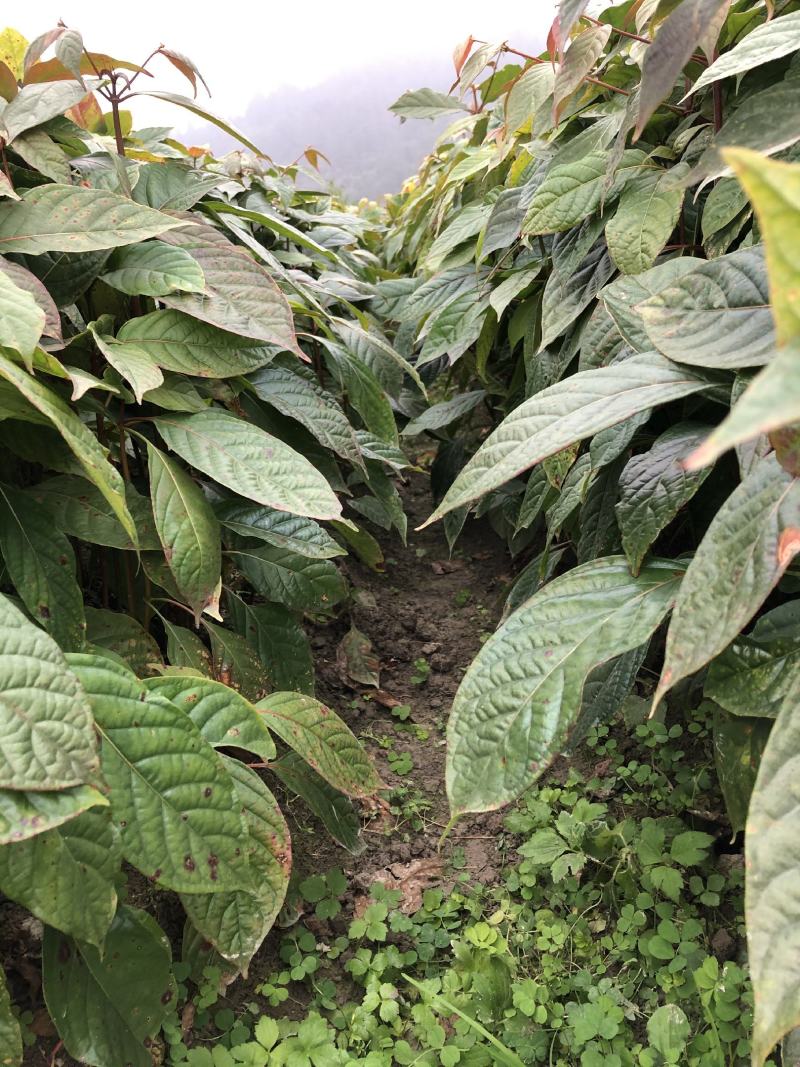 钩藤苗百亩基地苗圃直供高成活率免费技术指导欢迎致电