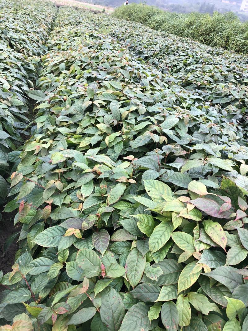 钩藤苗百亩基地苗圃直供高成活率免费技术指导欢迎致电