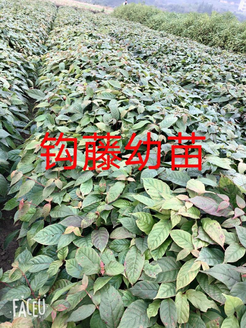 钩藤苗百亩基地苗圃直供高成活率免费技术指导欢迎致电