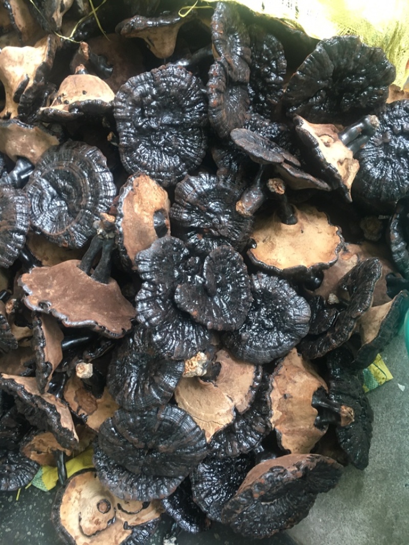 黑灵芝肉有脚(选货)