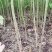 优质油桐苗圃基地供应价格美丽产地直发免费技术指导欢迎致电