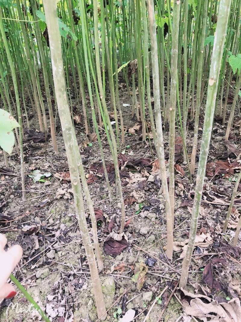 优质油桐苗圃基地供应价格美丽产地直发免费技术指导欢迎致电
