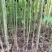 优质油桐苗圃基地供应价格美丽产地直发免费技术指导欢迎致电