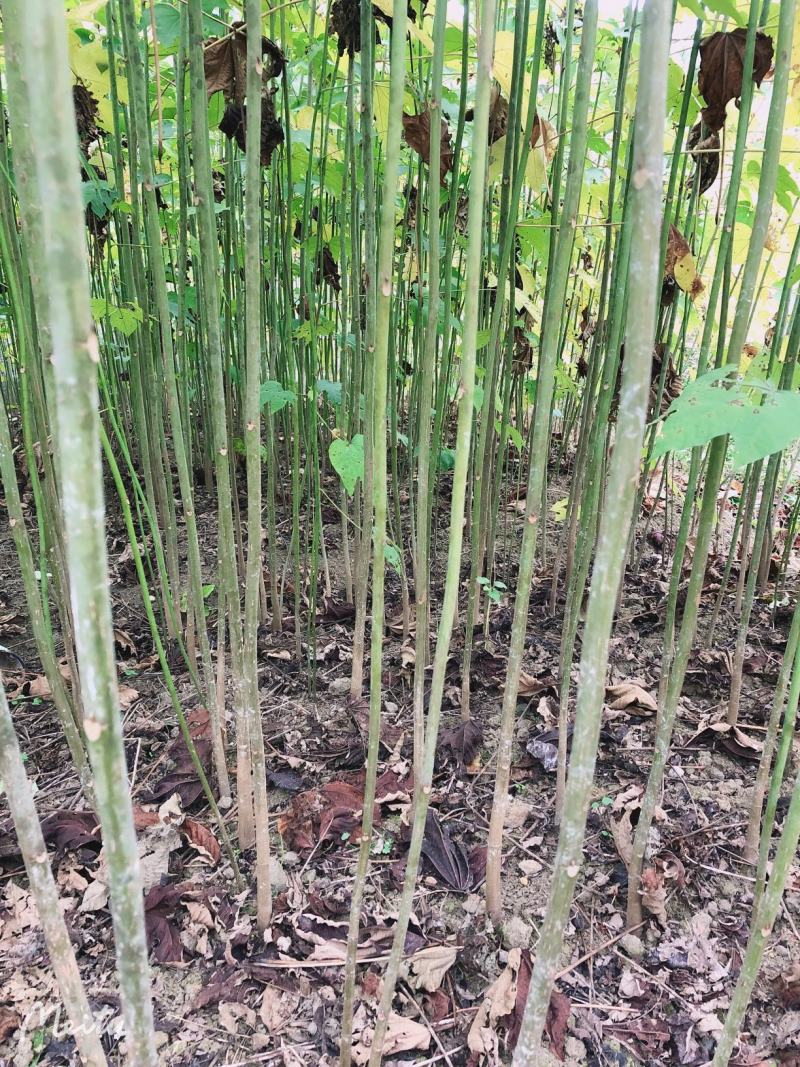 优质油桐苗圃基地供应价格美丽产地直发免费技术指导欢迎致电