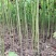 优质油桐苗圃基地供应价格美丽产地直发免费技术指导欢迎致电