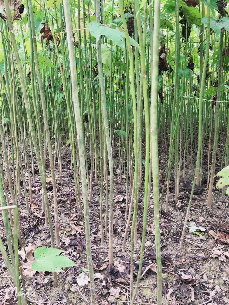 优质油桐苗圃基地供应价格美丽产地直发免费技术指导欢迎致电