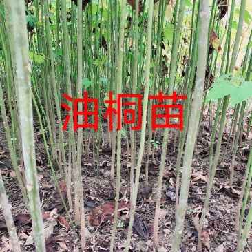 优质油桐苗圃基地供应价格美丽产地直发免费技术指导欢迎致电