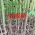 优质油桐苗圃基地供应价格美丽产地直发免费技术指导欢迎致电
