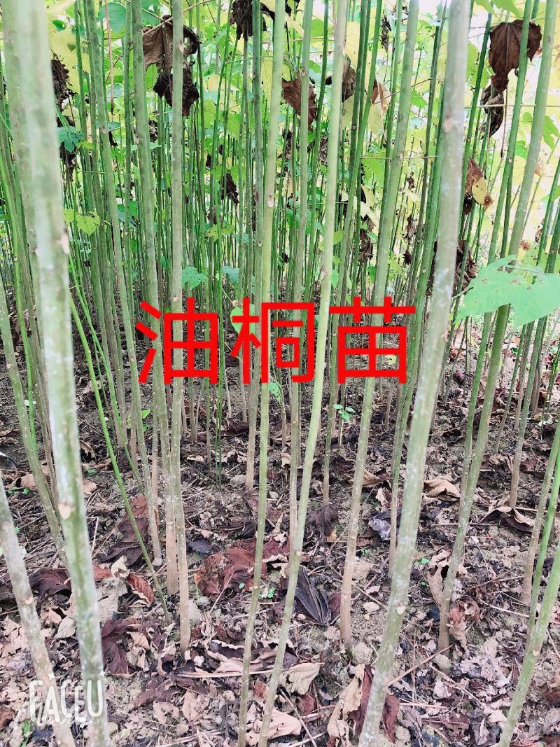 优质油桐苗圃基地供应价格美丽产地直发免费技术指导欢迎致电