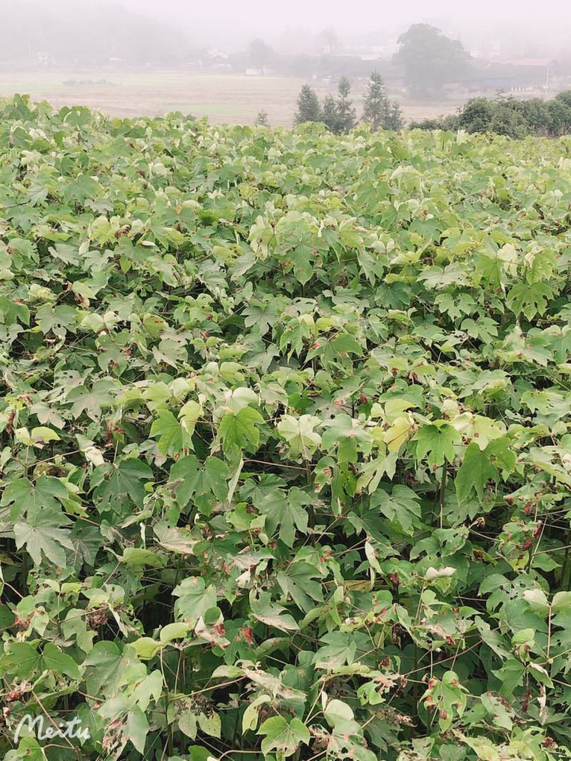 优质油桐苗圃基地供应价格美丽产地直发免费技术指导欢迎致电