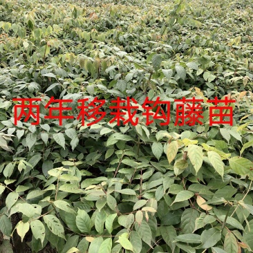 优质钩藤苗，两年移栽免费技术指导对接全国客商欢迎致电咨询