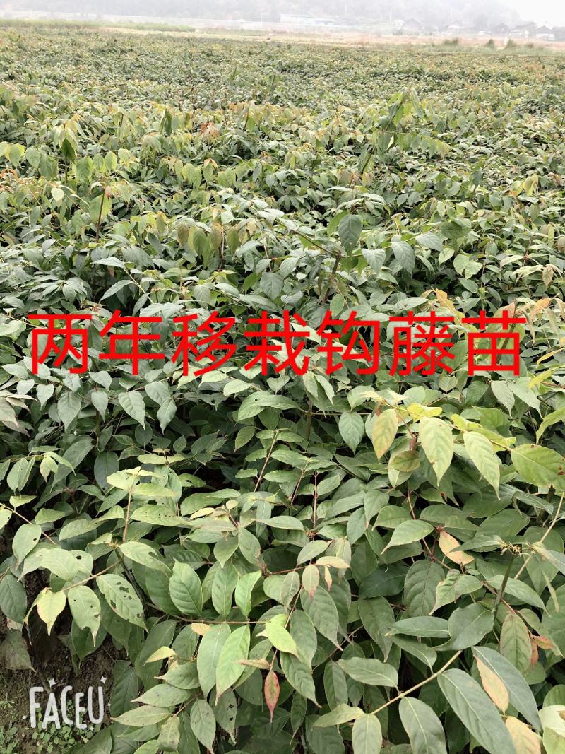 优质钩藤苗，两年移栽免费技术指导对接全国客商欢迎致电咨询