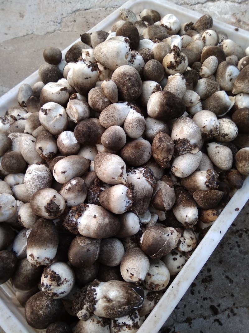 供应平菇菌种菌棒，一二三级菌种包教包会，