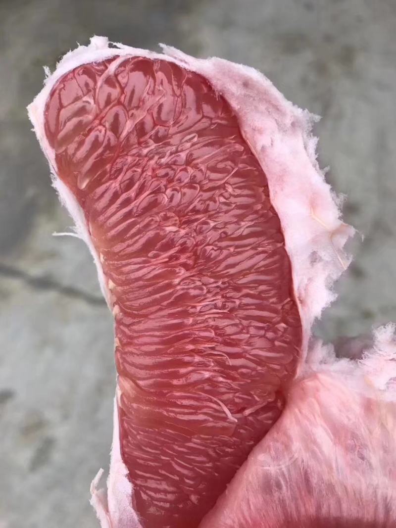 琯溪三红蜜柚苗.三红柚子苗产地发货三红柚子苗可签合同