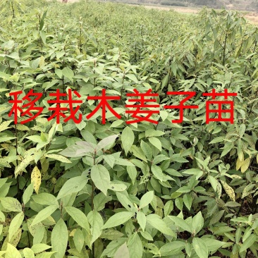 木姜子苗苗圃基地供应价格美丽质量无忧高成活欢迎指导