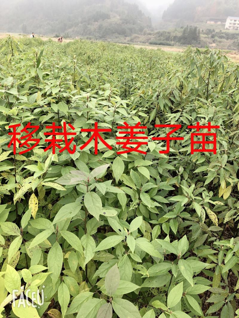 木姜子苗苗圃基地供应价格美丽质量无忧高成活欢迎指导
